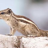Женщины выкормила выпавших из гнезда бельчат (видео)
