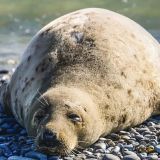 Упитанные тюлени бросились врассыпную (видео)