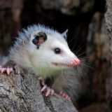 Принимающий душ опоссум произвел фурор: Настоящая милота!