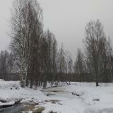 Вышедшие из леса косули заставили остолбенеть инспектора