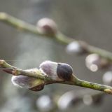 Вербное воскресенье: народные приметы в праздник 17 апреля