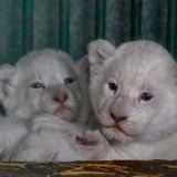 Сотрудники зоопарка спасли новорожденных львят: видео