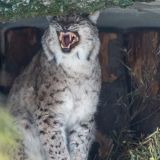 Дикие кошки облюбовали пень (видео)