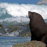 Редкая удача: плещущегося у берега тюленя сняли на видео