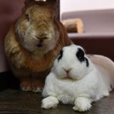 Маленькие крольчата умилили Сеть (видео)