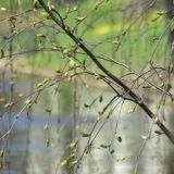 Акулинин день: что нельзя делать 20 апреля