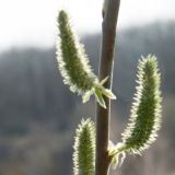 Чистый четверг: что нельзя делать 21 апреля