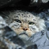 Принимающий песочные ванны манул произвел фурор: видео