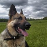 Как уберечь собаку от клещей – ответил кинолог