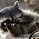 Сонный енот оккупировал мусорный бак и умилил публику