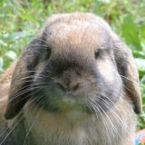 Нежная дружба кролика и попугая умилила народ: видео