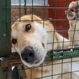 Билан обрел друга, Орлова семью, а Моргенштерн опыт: Как звезды приютили бездомных животных