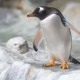 В Москве пингвины учинили разборки