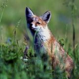 Мартын Лисогон: приметы и традиции 27 апреля