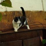 Новые Том и Джерри: сладкие поцелуи кота и крысы сняли на камеру