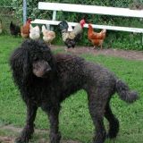 Смышленый пудель попался на воровстве вкусняшек: видео