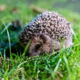 Трясущий ножками ежик умилил публику