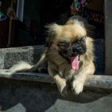 Кадры милого нападения: пес побил хозяина тапком