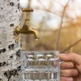 Максимов день или Березосок: народные приметы 11 мая