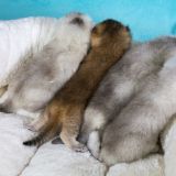 Котики устроили гонки по дому и стали звездами Сети