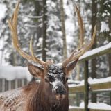 Опасны для людей: Францию атаковали пьяные олени
