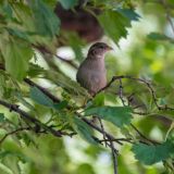 День Бориса и Глеба: что нельзя делать 15 мая