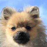 Проделавший забавный трюк шпиц произвел фурор: видео