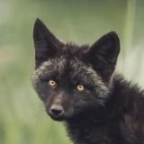 Любопытную черную лису заметили в Зеленограде: видео