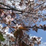 День Мавры Рассадницы: традиции и запреты 16 мая