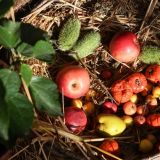 Народный праздник Арины Капустницы: что нельзя делать 18 мая