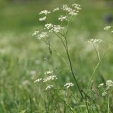 Симонов день: что нельзя делать в православный праздник 23 мая 