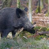 Гонки диких кабанов засняли в Тверской области