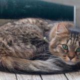 Кот-массажист ловко усыпил мохнатого друга: видео