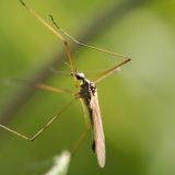 День Лукерьи Комарницы: что нельзя делать в народный праздник 26 мая