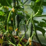 День Левона Огуречника: приметы и традиции 5 июня