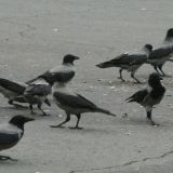 В Подмосковье ворона стащила деньги у водителя маршрутки – видео