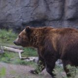 Медведь решил угнать затоновшую машину – видео