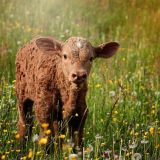 Друг от семи недуг: как козленок спас теленка-горемыку