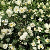 Симеонов день: приметы и традиции в православный праздник 6 июня