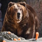 В Ленобласти на видео сняли странное животное