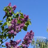 День Святой Елены: традиции в православный праздник 3 июня