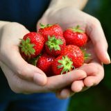 Почему ароматная клубника может угробить здоровье