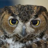 Сова из Хогвартса: птица-почтальон стала звездой Сети