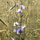 Василисков день: народные приметы и традиции 4 июня