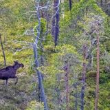 Лосиха атакует съевшего ее дитя медведя (видео)