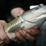 День Карпа Карполова: приметы и традиции в народный праздник 8 июня