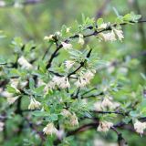 Традиции и запреты в праздник Федорин день 9 июня