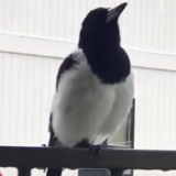 Птица-тролль устроила розыгрыш недоумевающим соседям (видео)