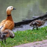 Автомобилист перекрыл дорогу ради утиного семейства: видео