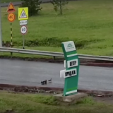Утка с выводком парализовала движение машин в Кемерово (видео)